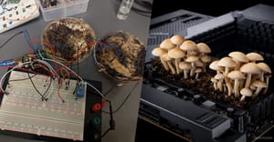 Ученые научили грибы шиитаке «запоминать» электричество
