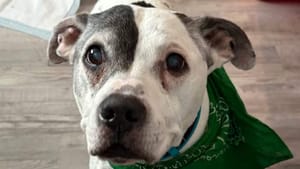 Американка нашла своего пса спустя 11 лет с помощью чипа