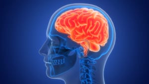 Мозг человека переходит во «взрослую» фазу только к 30-32 годам