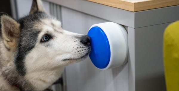 Собаки получили свою «умную кнопку» для управления техникой