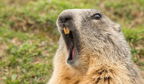 ИИ против сурка: кто точнее предсказывает погоду