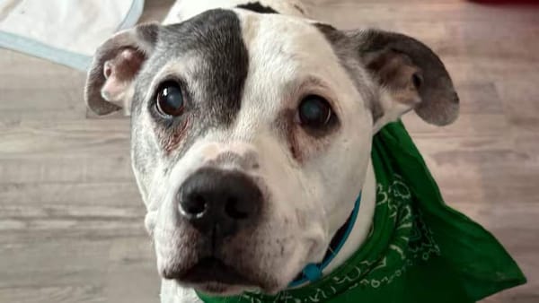 Американка нашла своего пса спустя 11 лет с помощью чипа